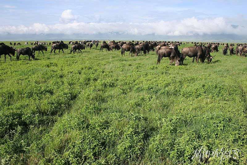 Mud Maps Africa Ngorongoro NP 2116